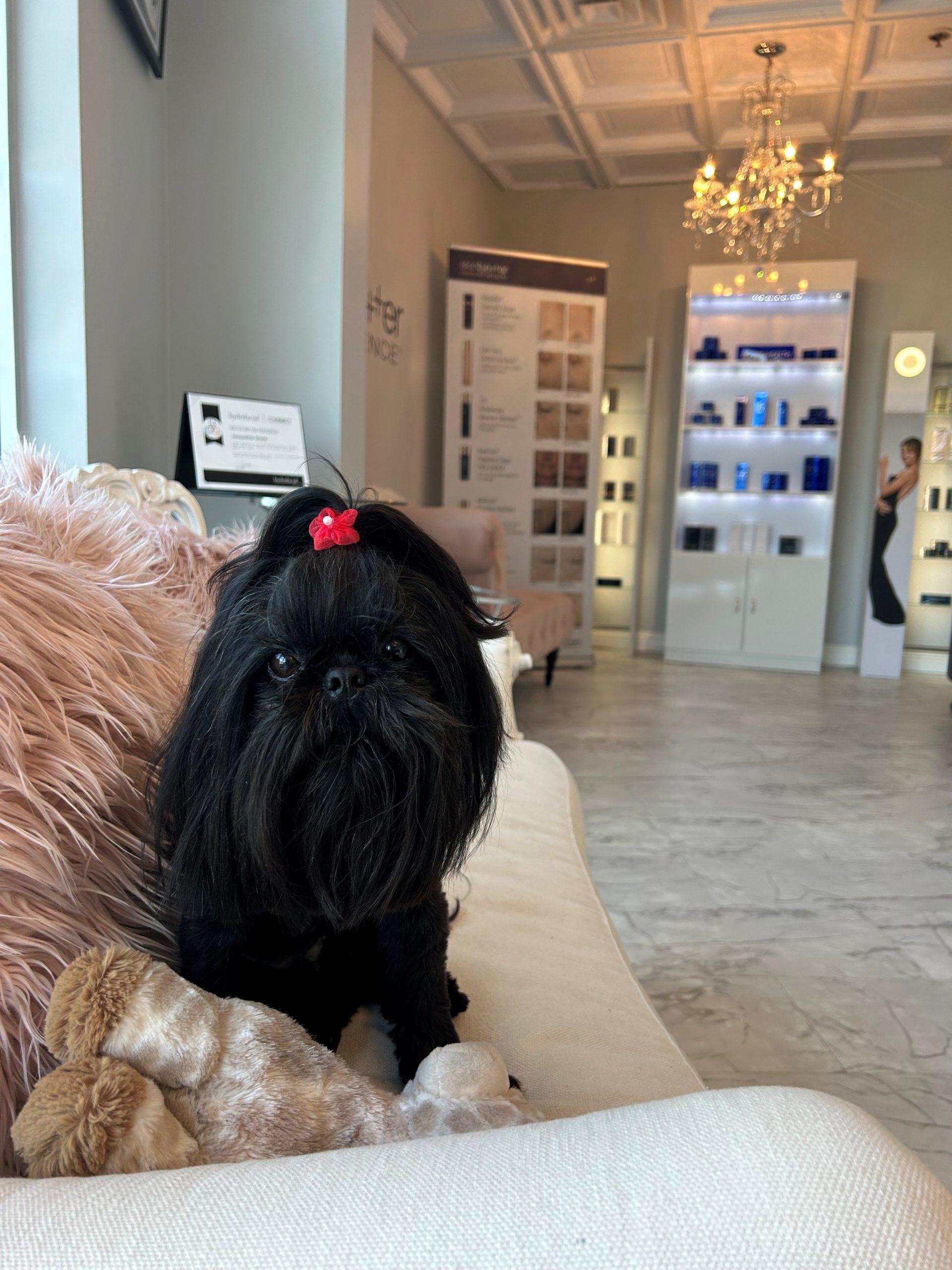 A small black dog with a red bow sits on a cream sofa next to a plush toy in a modern, brightly lit room with shelves of About Wake Skincare products and a chandelier in the background.